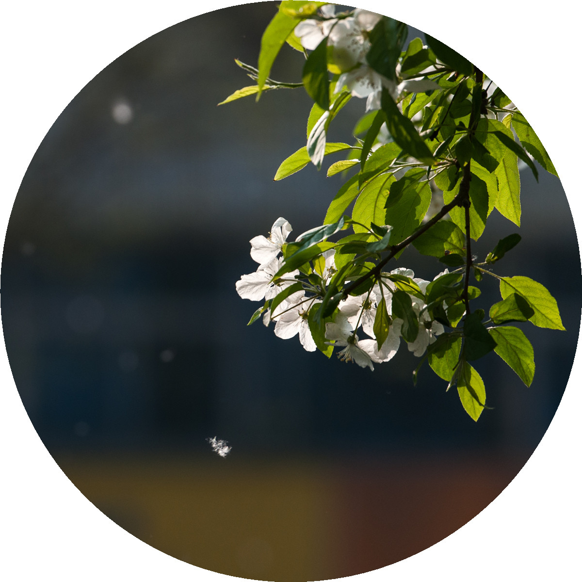 #ZOL月赛-春暖花开#——海棠依旧