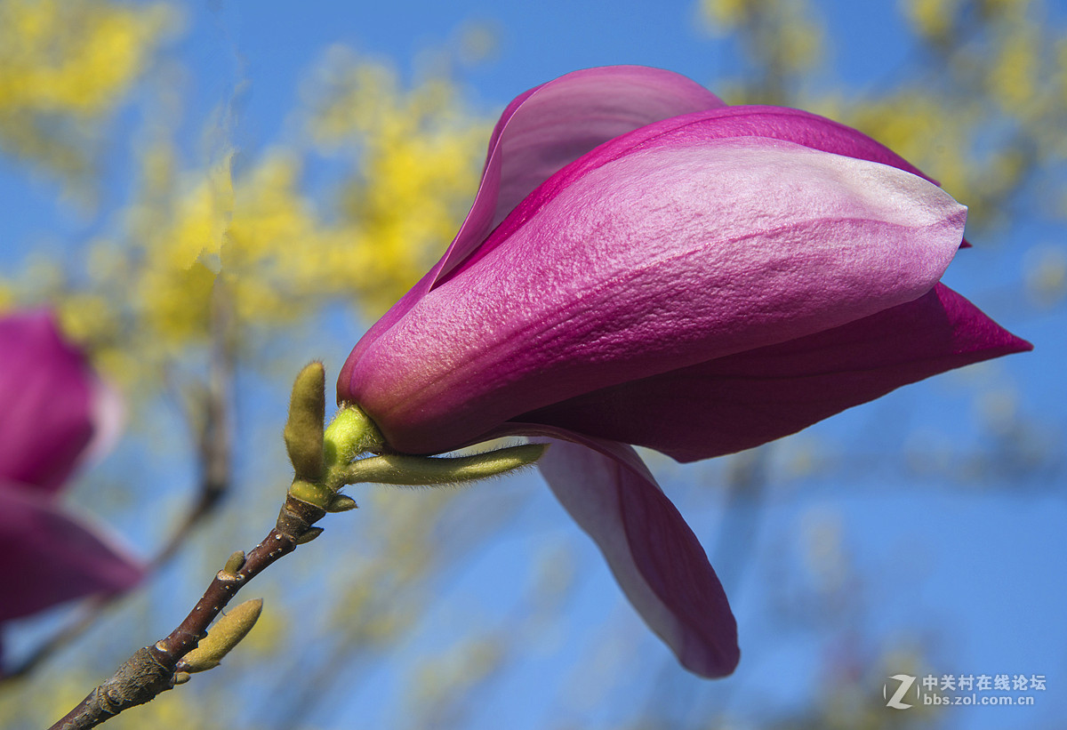 紫红色的玉兰花