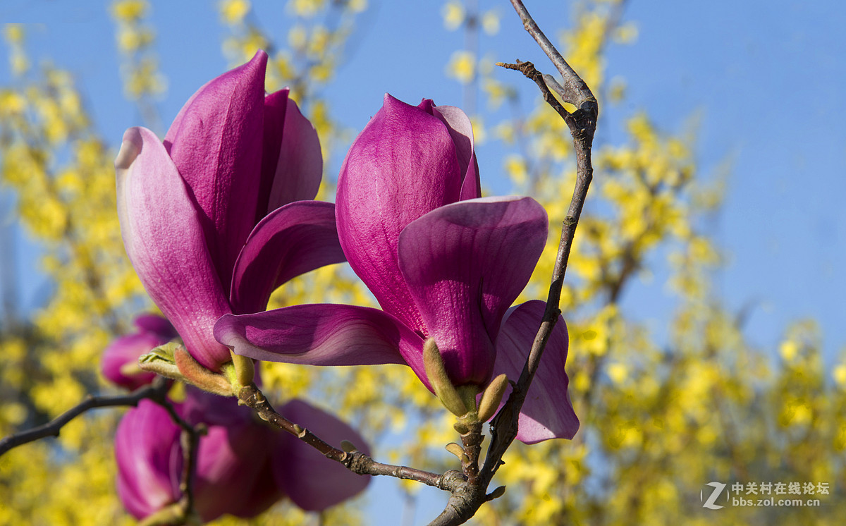紫红色的玉兰花