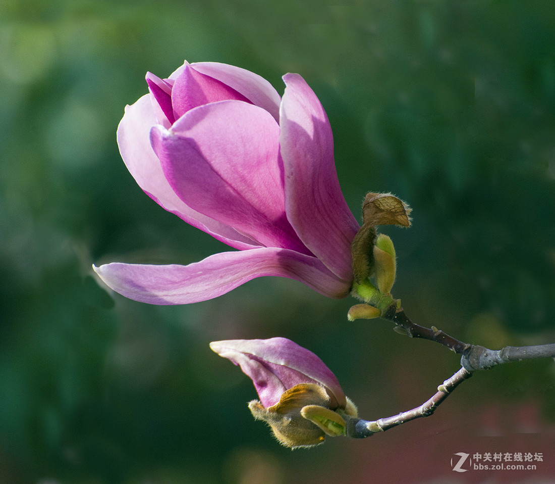 紫红色的玉兰花