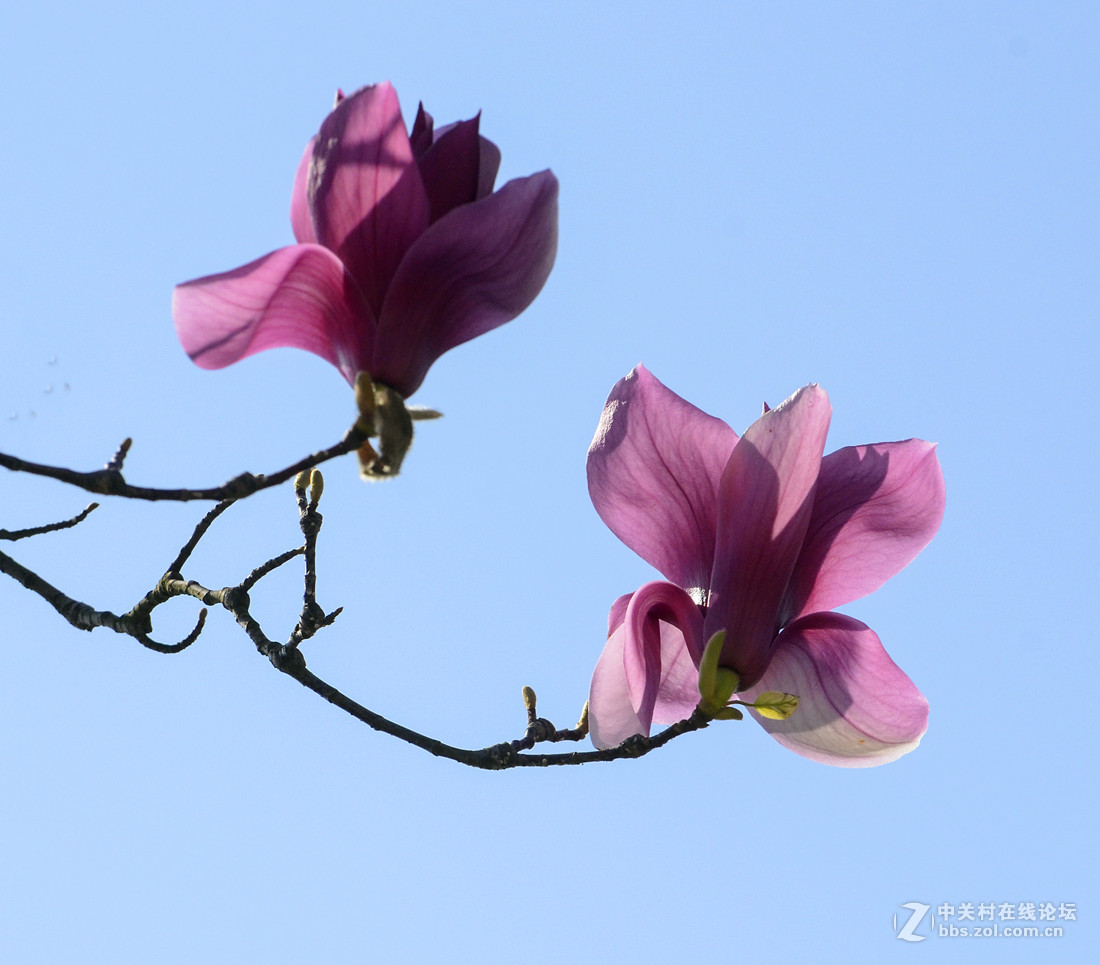 紫红色的玉兰花