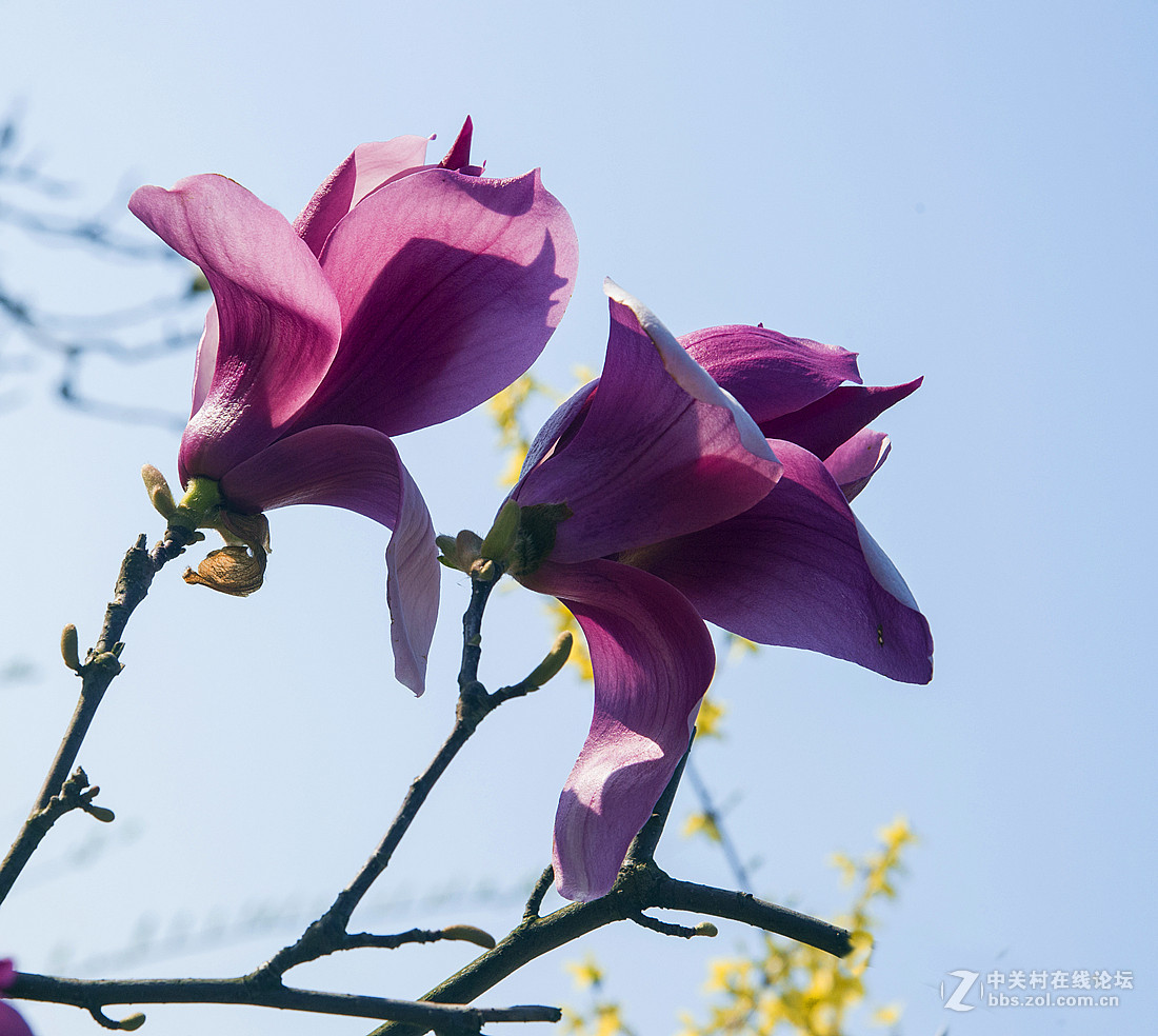 紫红色的玉兰花