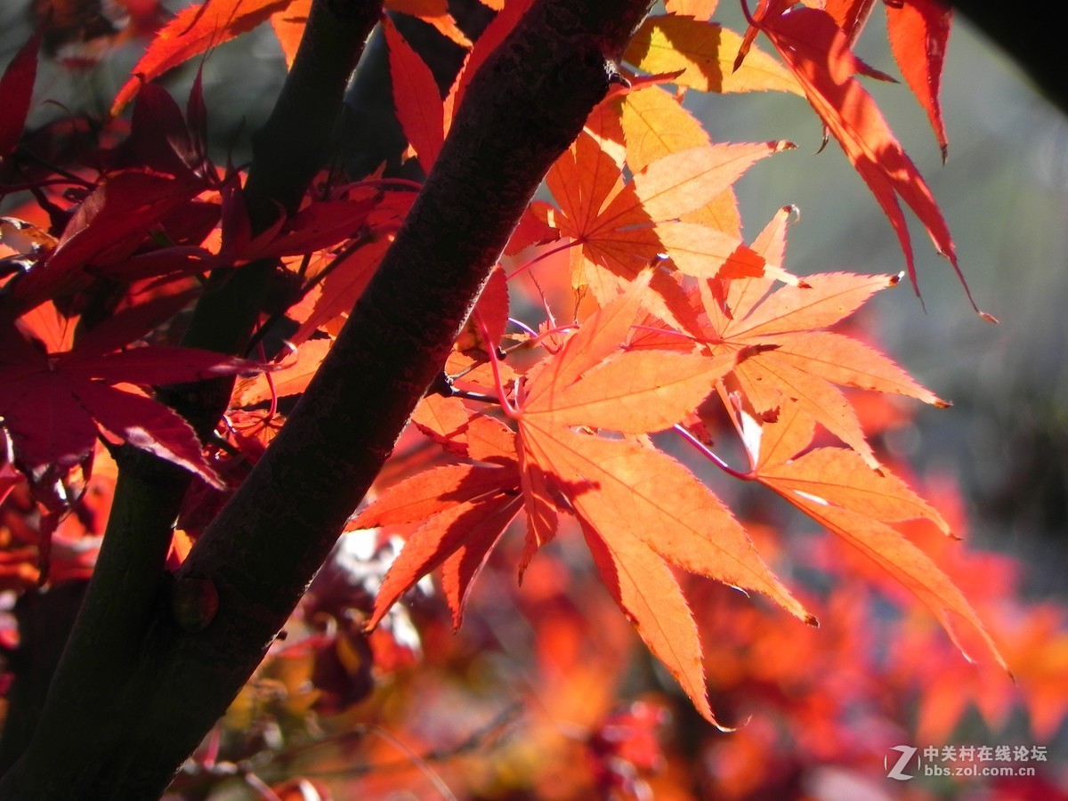 红枫秋思谁倾听