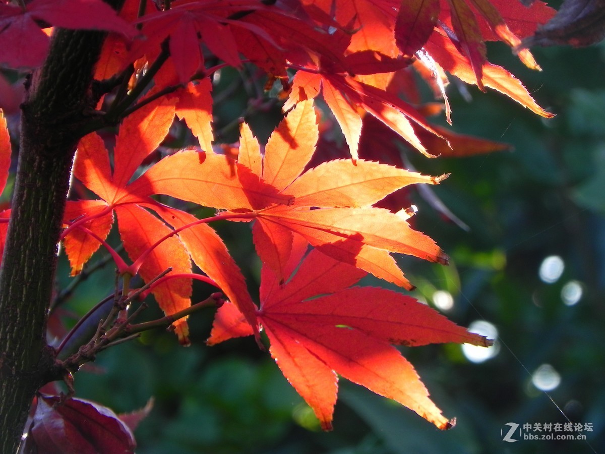 红枫秋思谁倾听