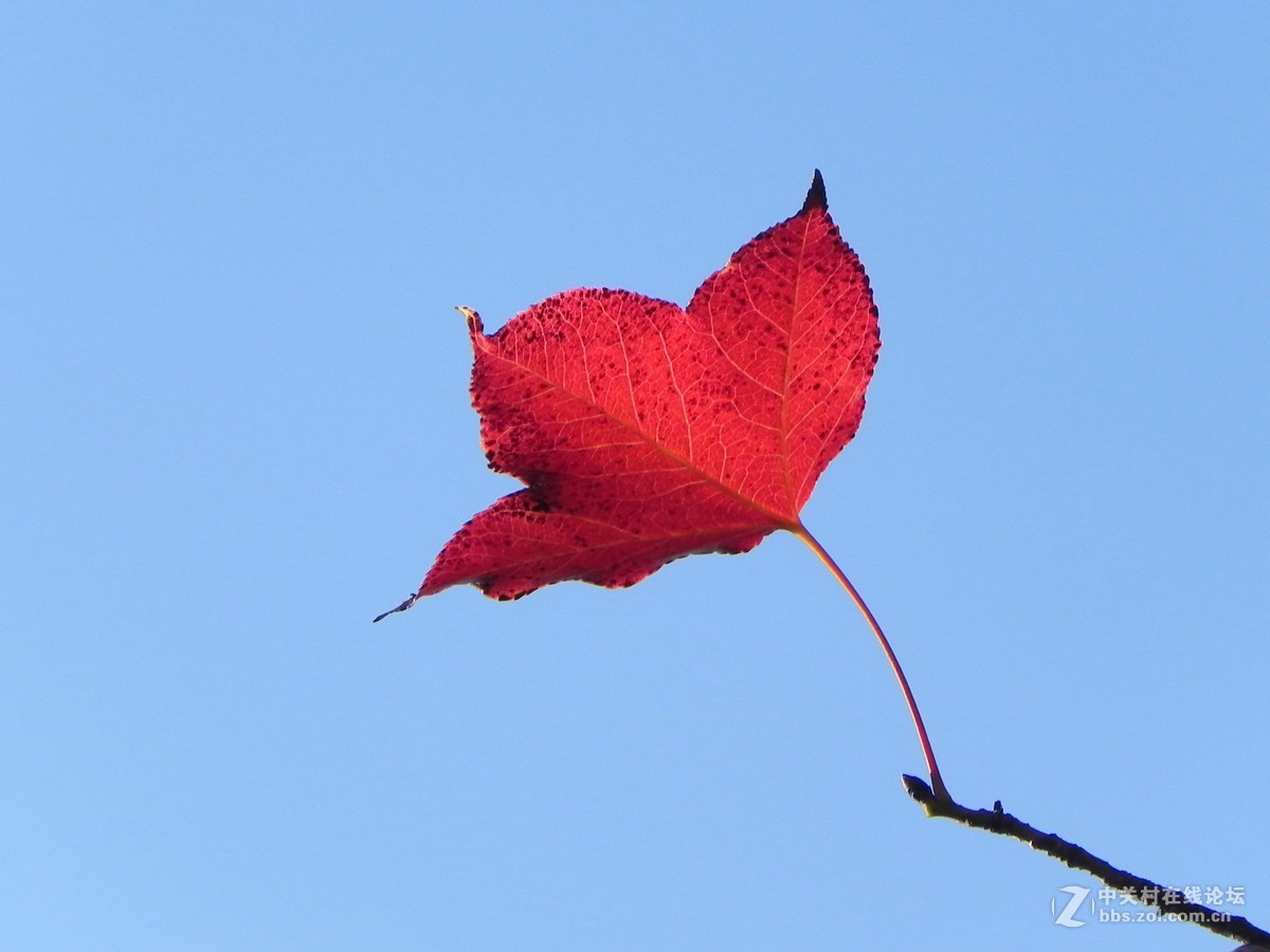 红枫秋思谁倾听