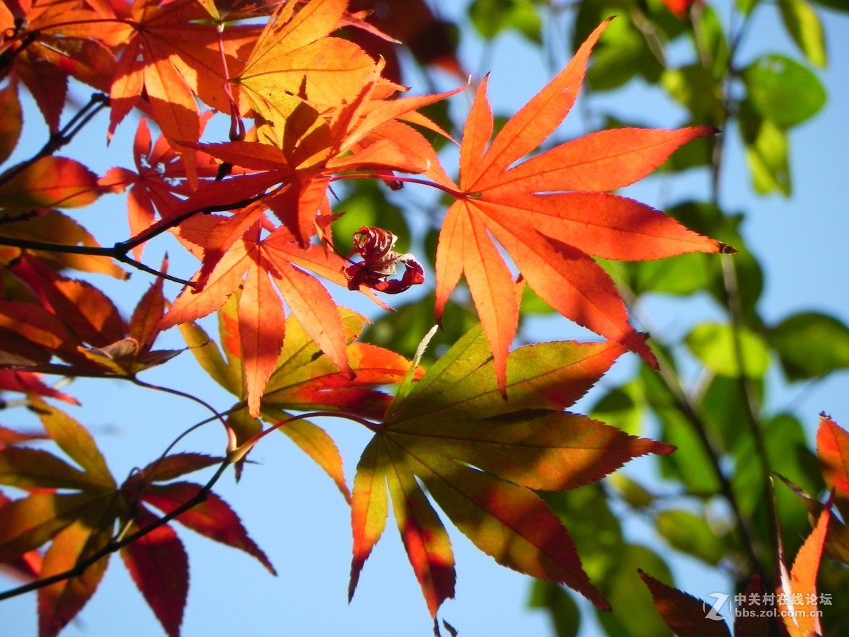 红枫秋思谁倾听