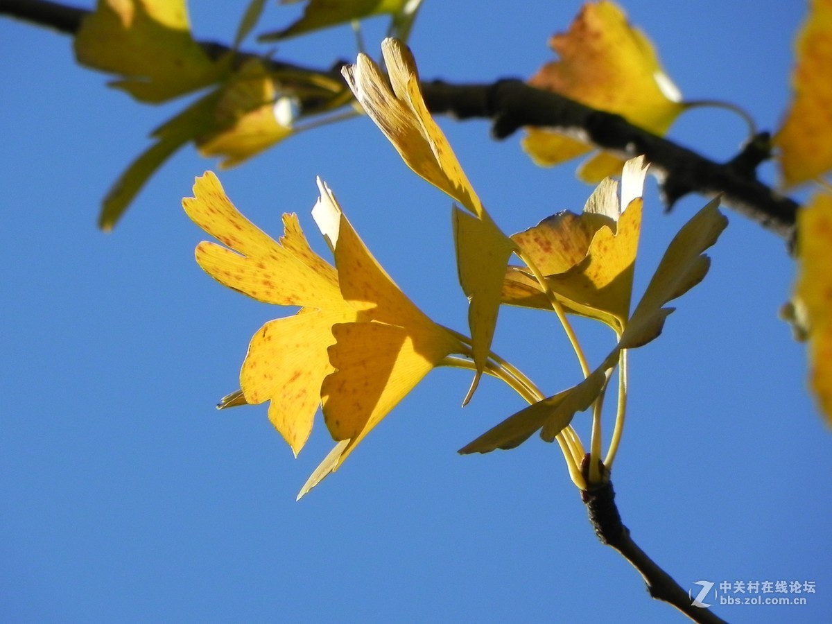 红枫秋思谁倾听