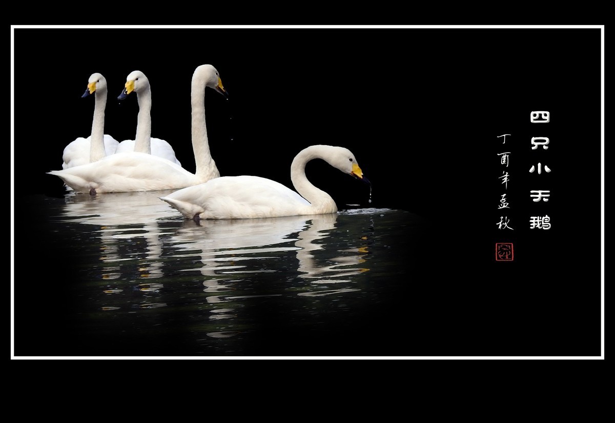 可爱的四只小天鹅