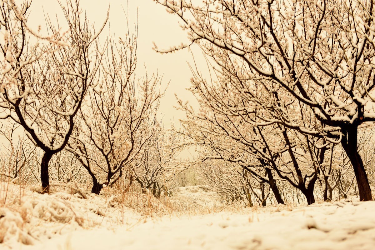 清明时节雨雪纷纷、大地到处银装素裹、尽显美景妖娆——拍摄于2018年4月5日清明节