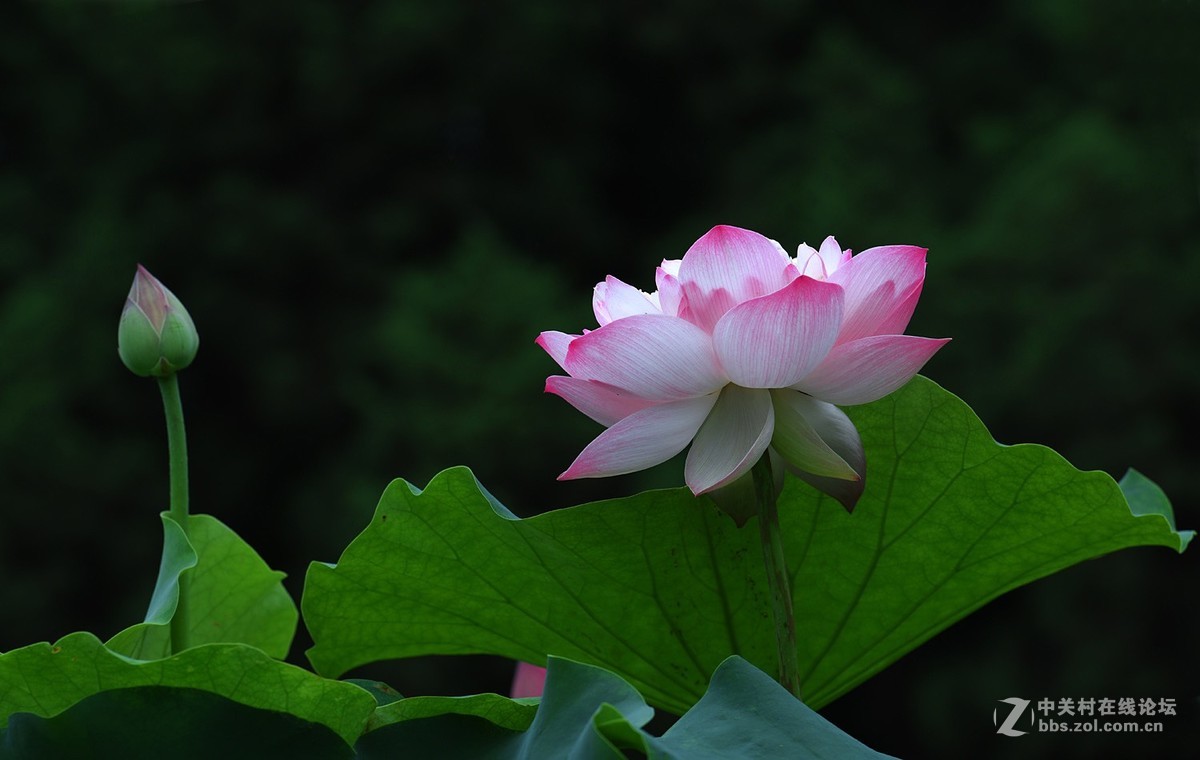 荷 趣 荷 丛