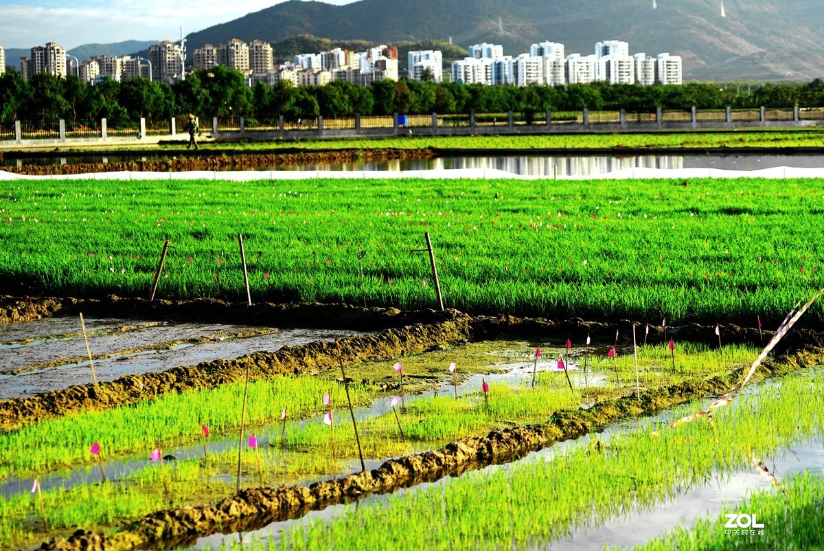 ，腊八挿秧忙一一拍摄於海南江西农科院水稻繁育基地
