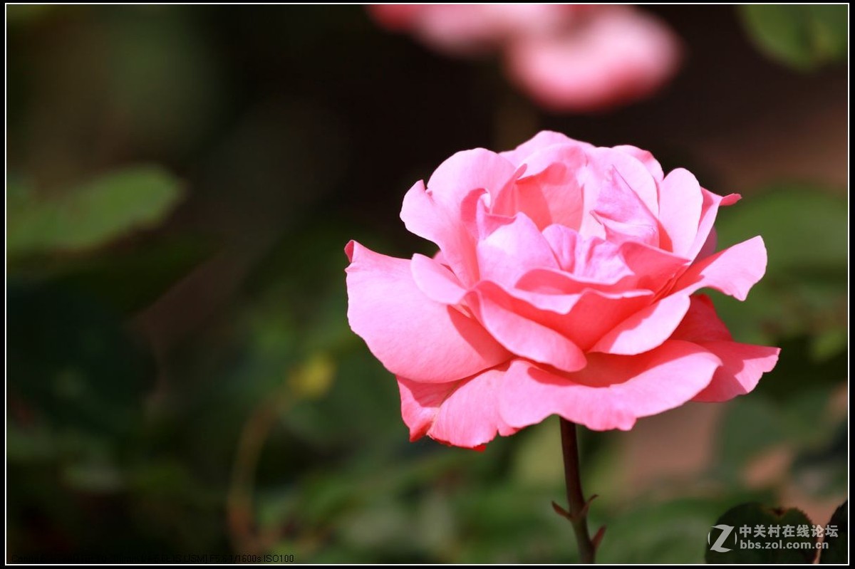 月季花
