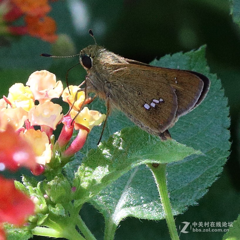 5DsR拍的蝴蝶（4）