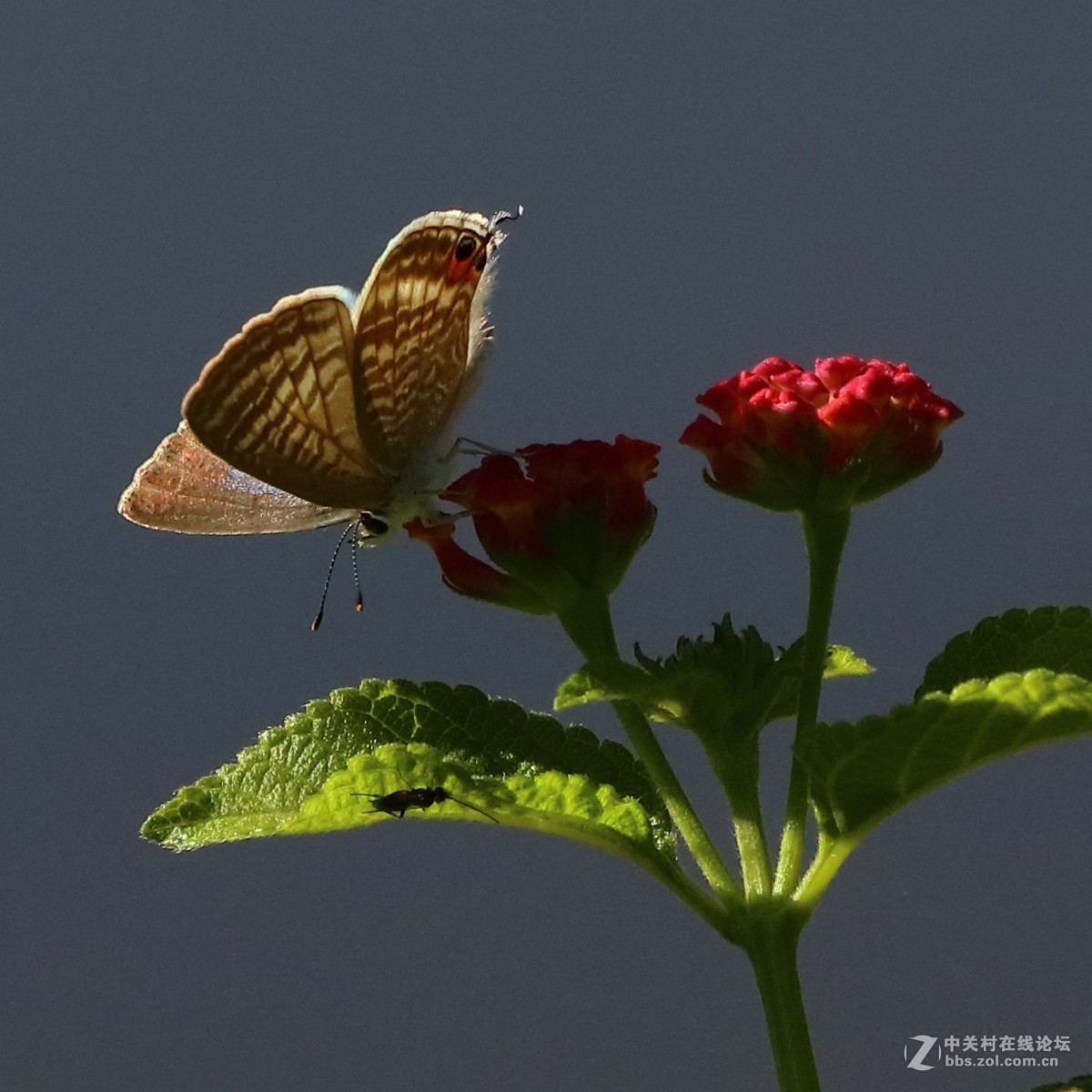 5DsR拍的蝴蝶（4）