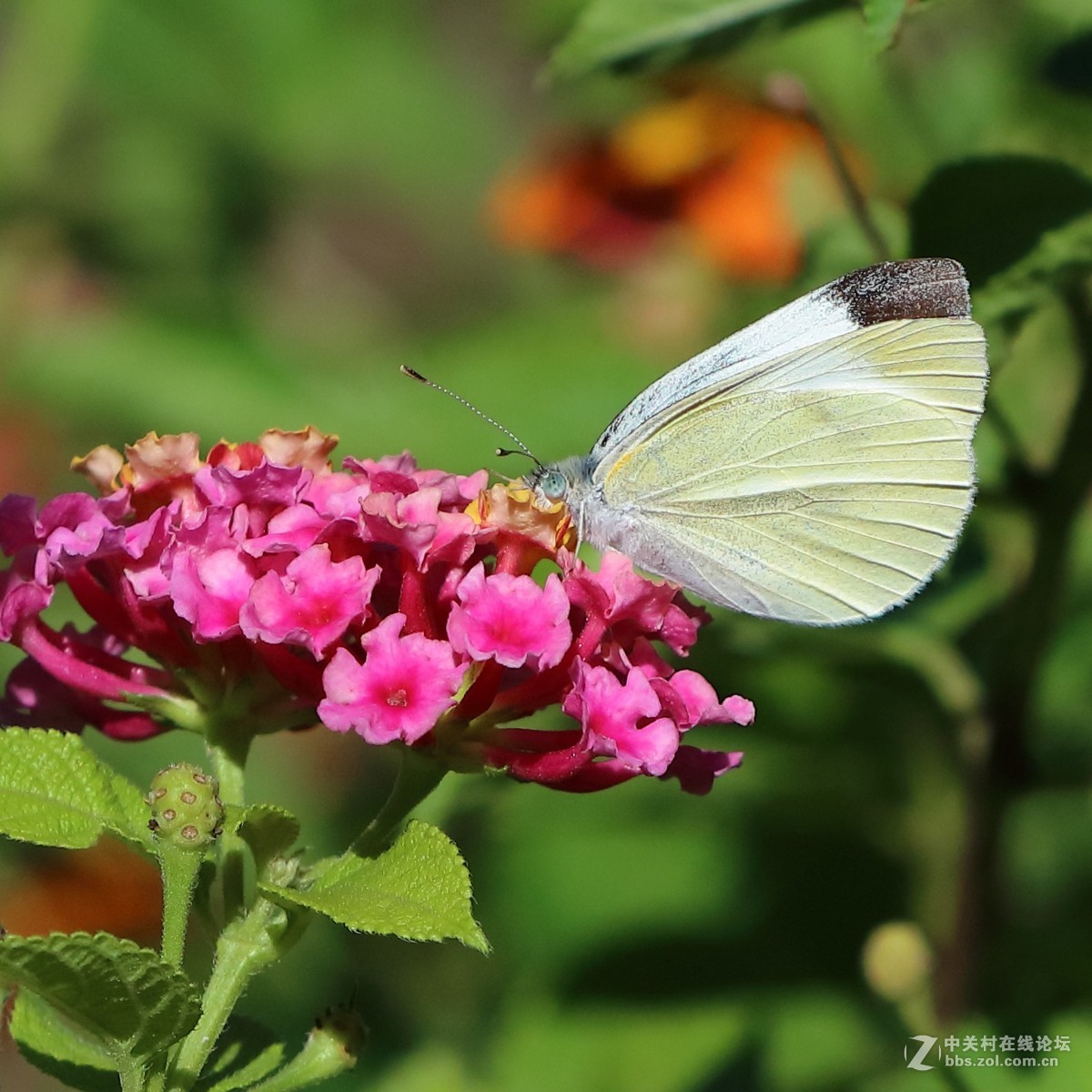 5DsR拍的蝴蝶（4）
