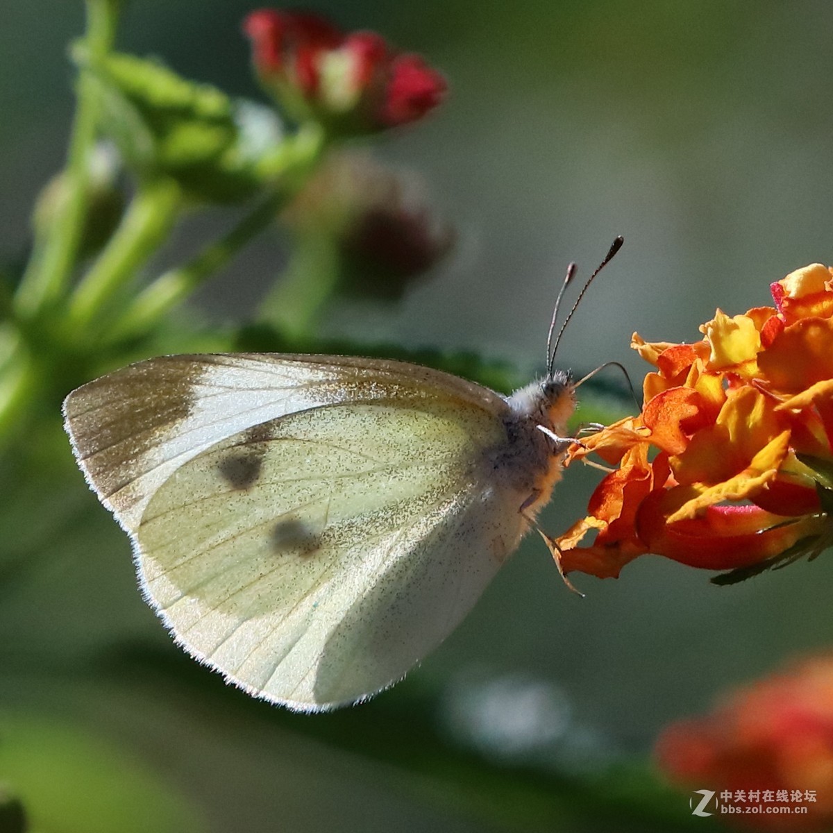 5DsR拍的蝴蝶（4）