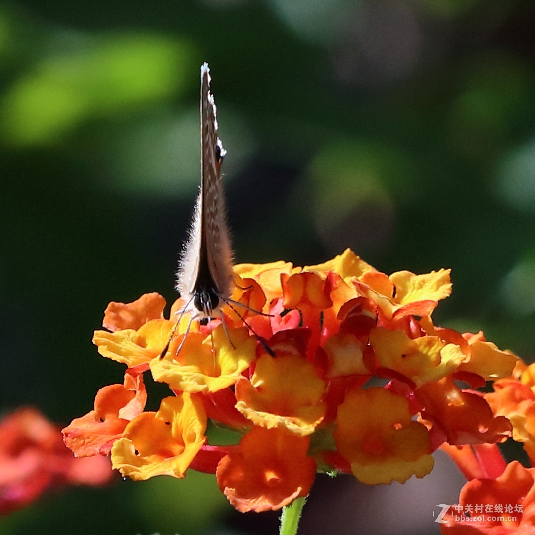 5DsR拍的蝴蝶（4）