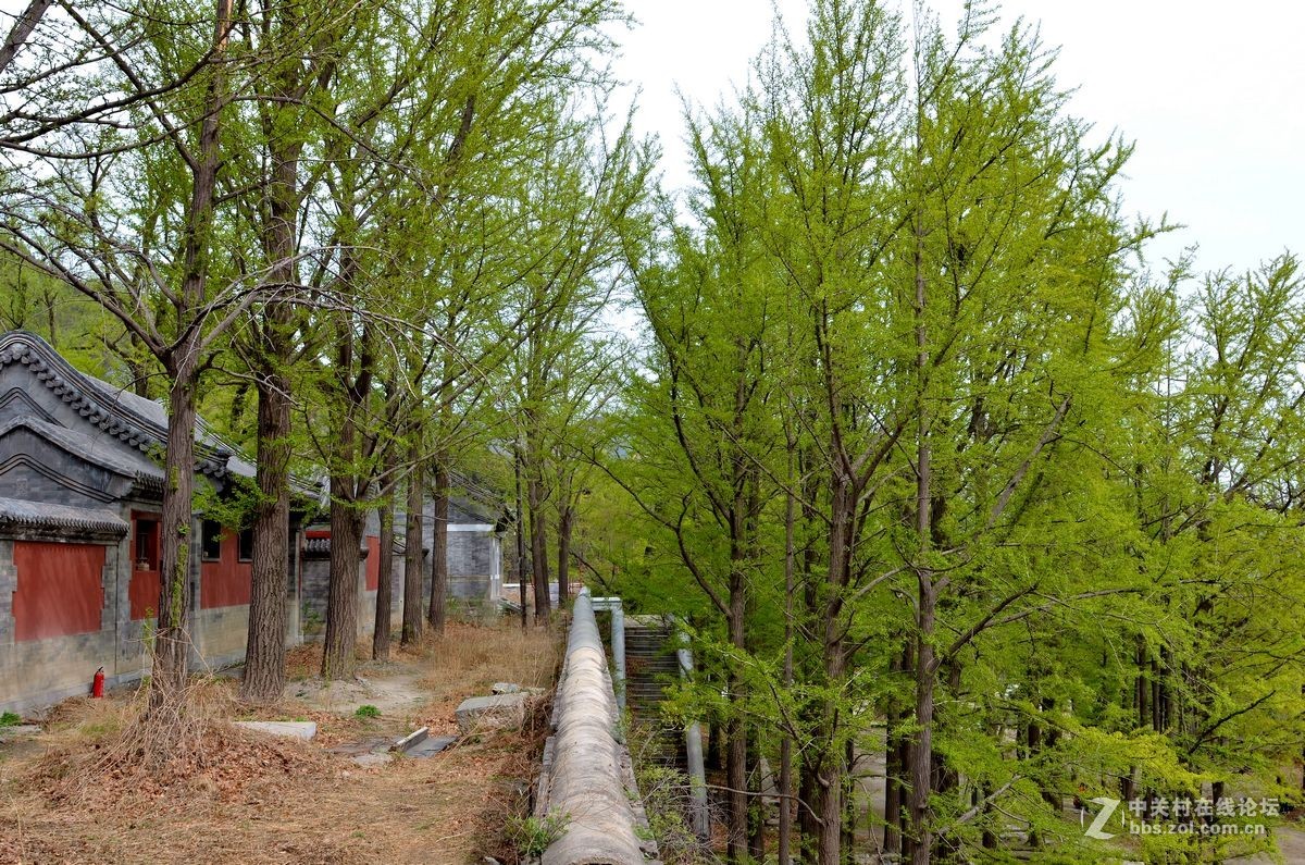阳台山上有个“金山寺”