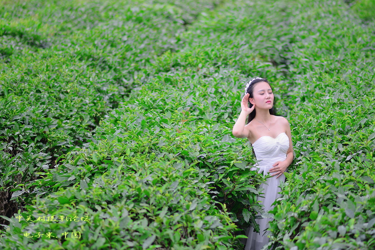 绿茶园
