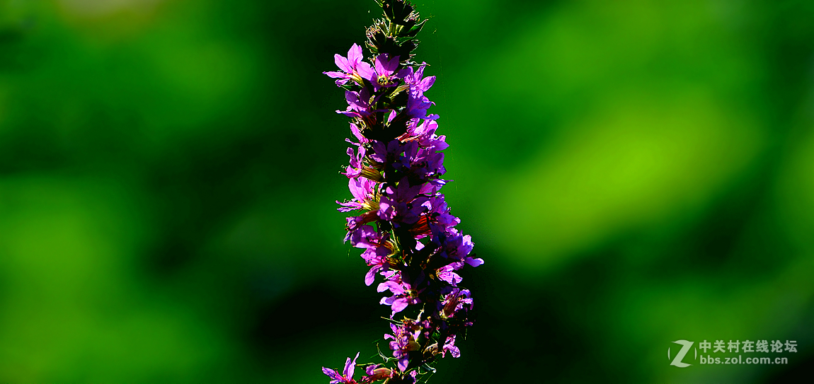 随拍对叶莲(二)-中关村在线摄影论坛