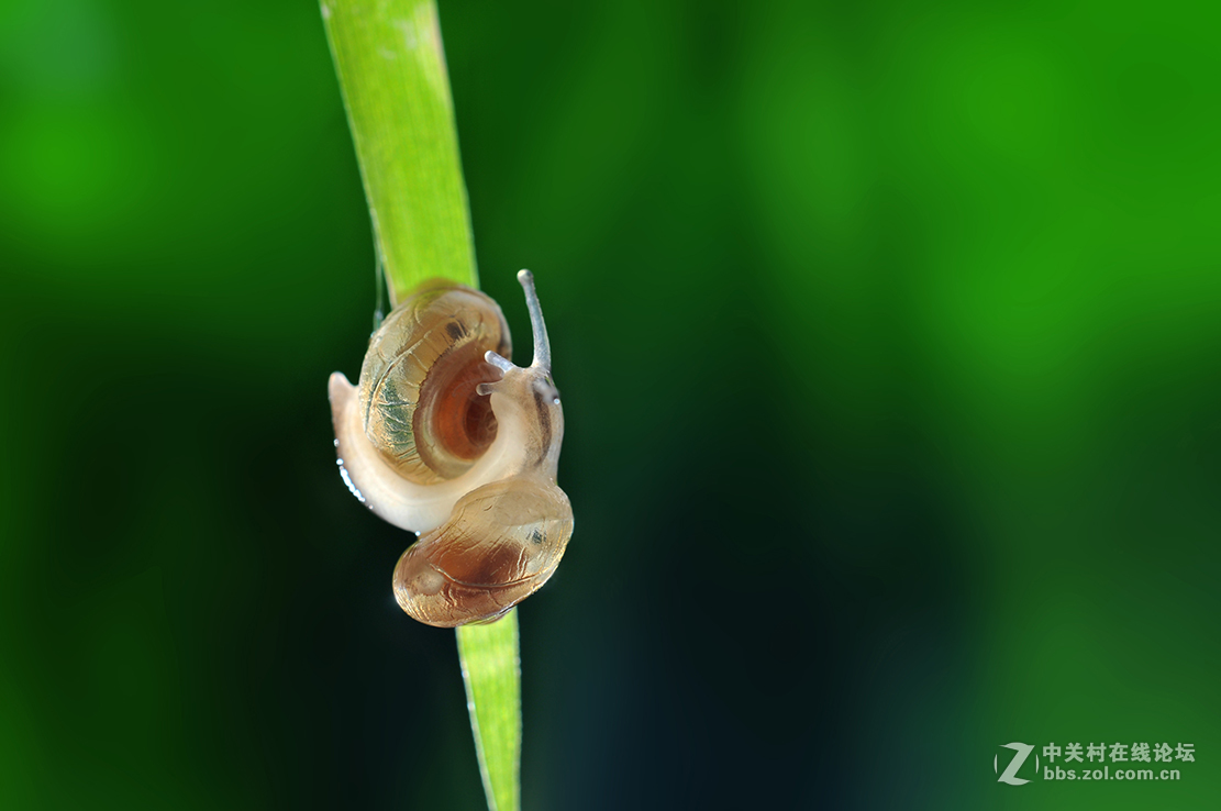 千虫百态90金色小蜗牛