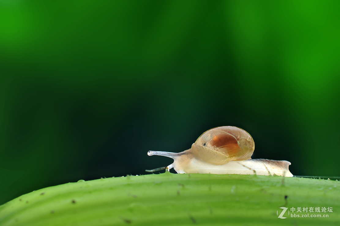 千虫百态90金色小蜗牛