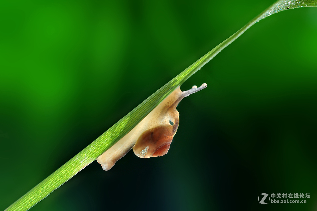 千虫百态90金色小蜗牛