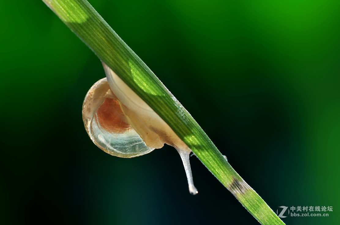 千虫百态90金色小蜗牛