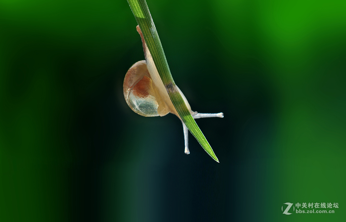 千虫百态90金色小蜗牛