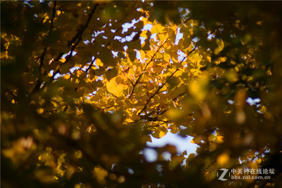 2016.11.4.luoyangyinxiang.