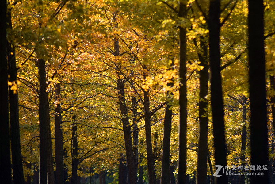 2016.11.4.luoyangyinxiang.