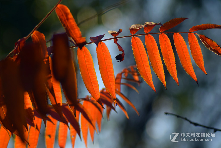 2016.11.4.luoyangyinxiang.