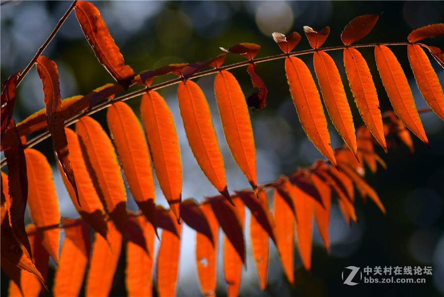 2016.11.4.luoyangyinxiang.