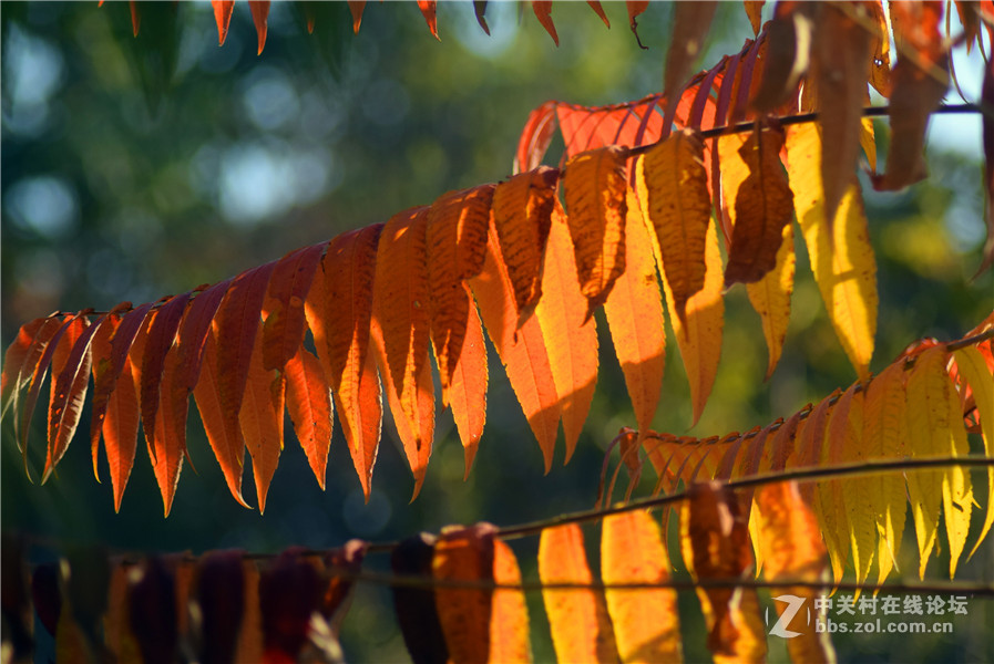 2016.11.4.luoyangyinxiang.