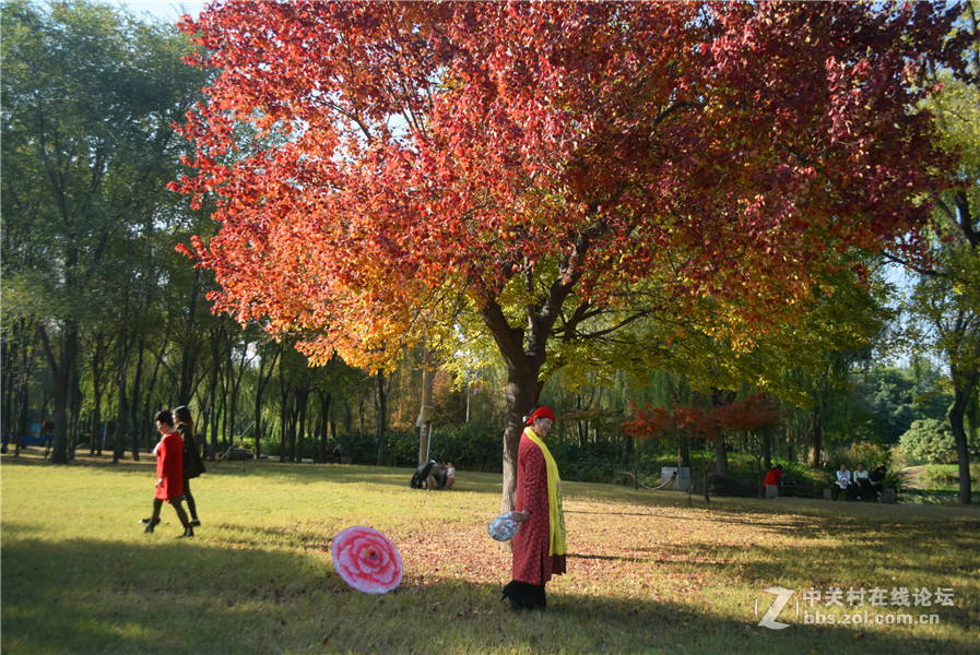 2016.11.4.luoyangyinxiang.