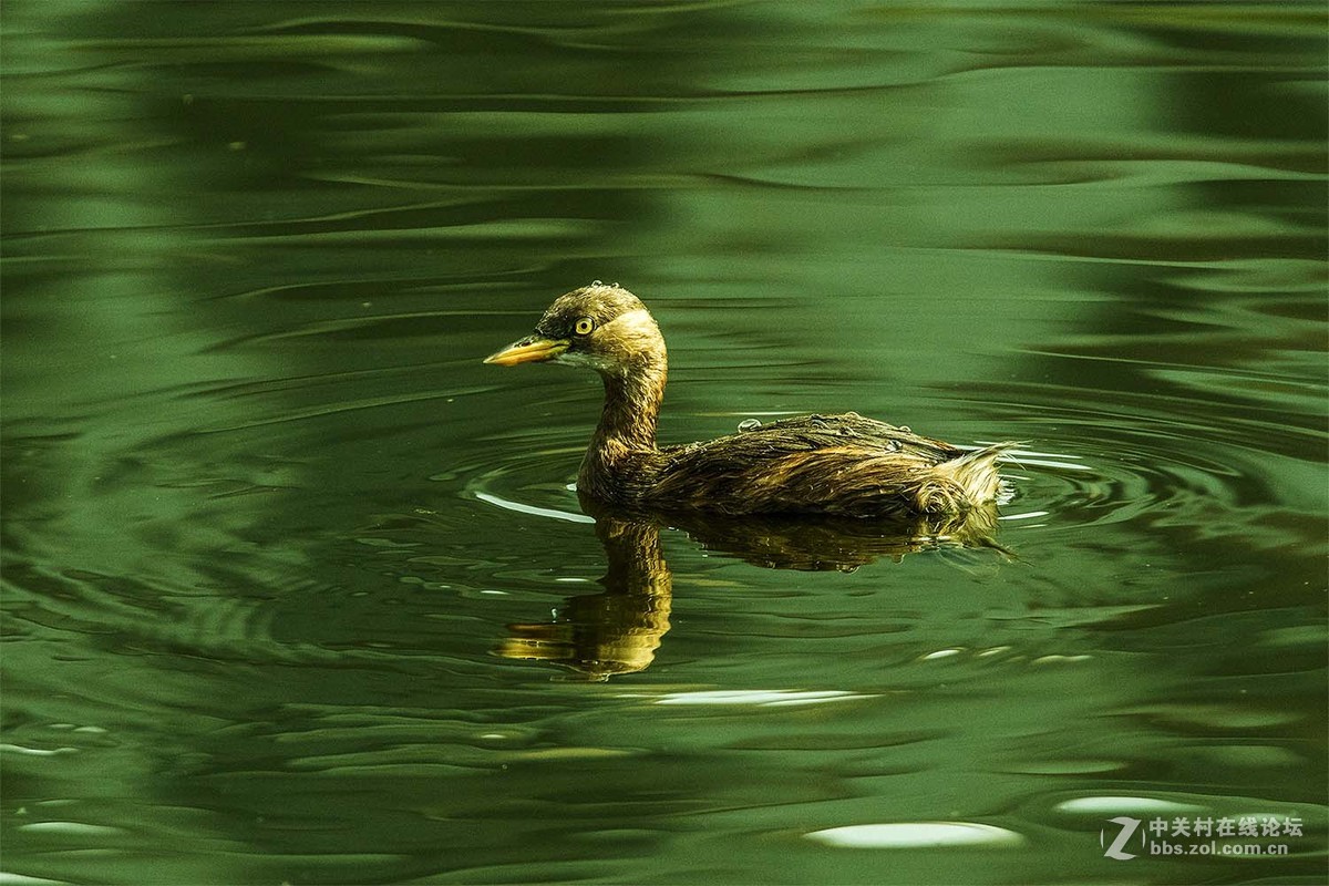适马150-600S头试镜