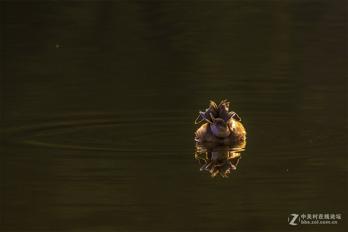 适马150-600S头试镜