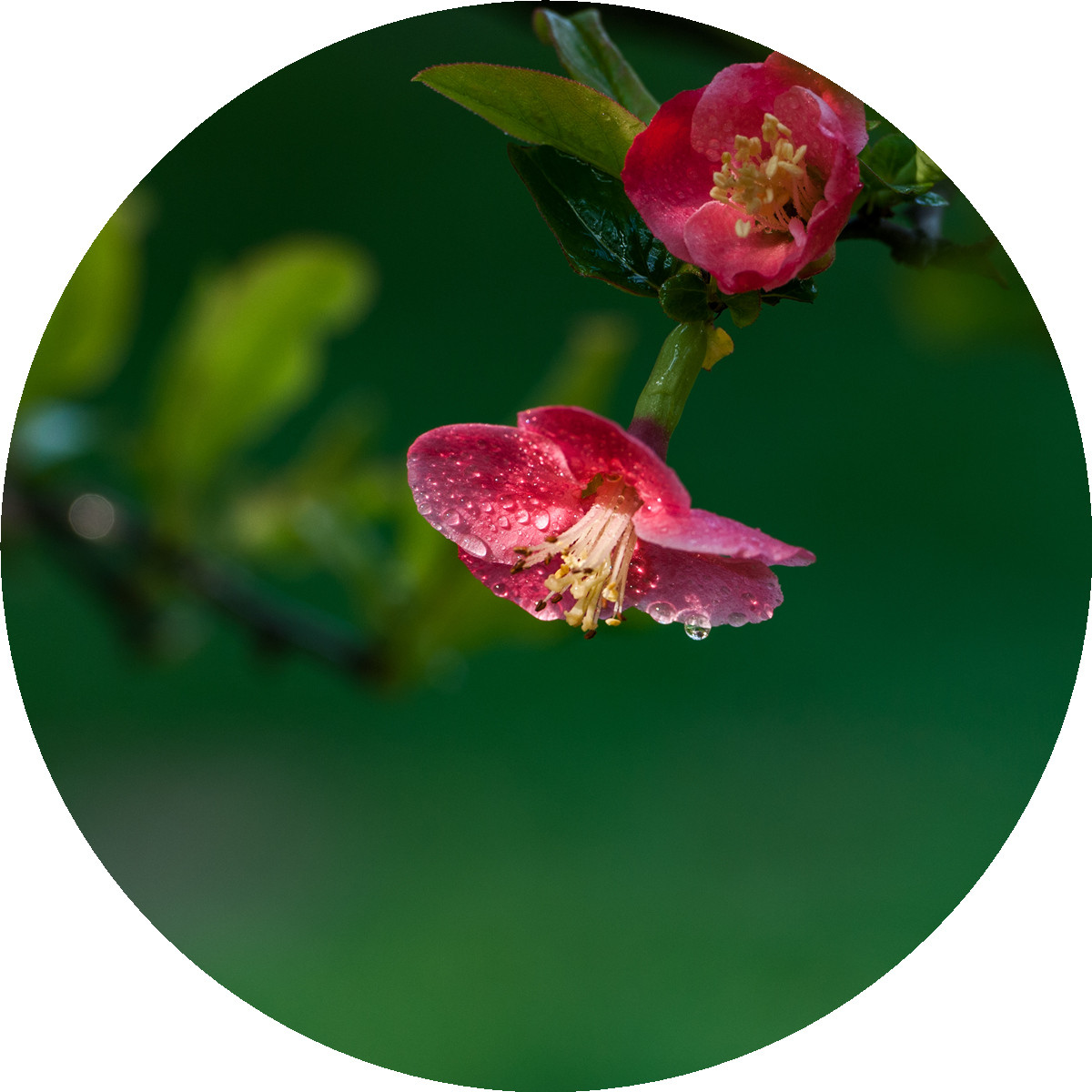 #ZOL月赛-春暖花开#——海棠依旧