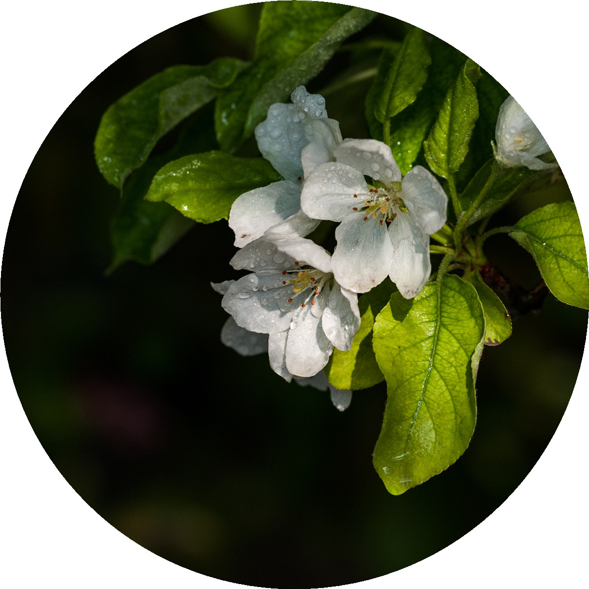 #ZOL月赛-春暖花开#——海棠依旧