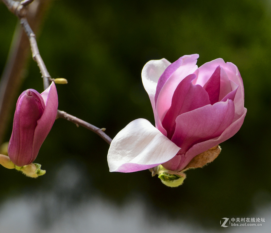 紫红色的玉兰花