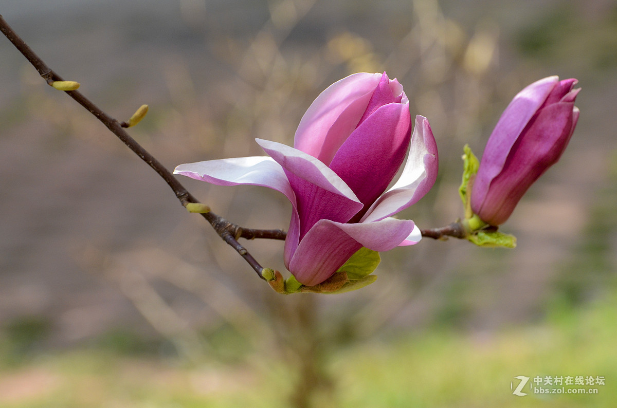 紫红色的玉兰花