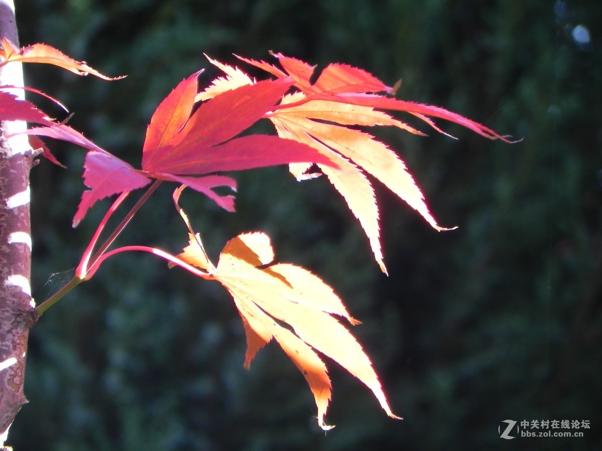 红枫秋思谁倾听