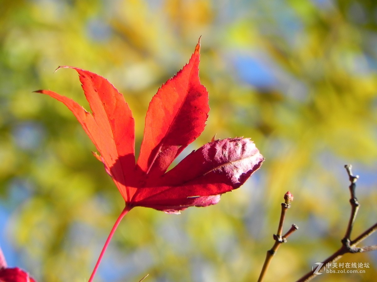 红枫秋思谁倾听