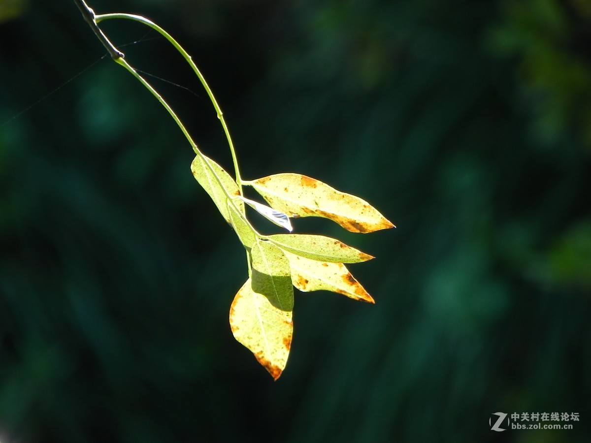 红枫秋思谁倾听