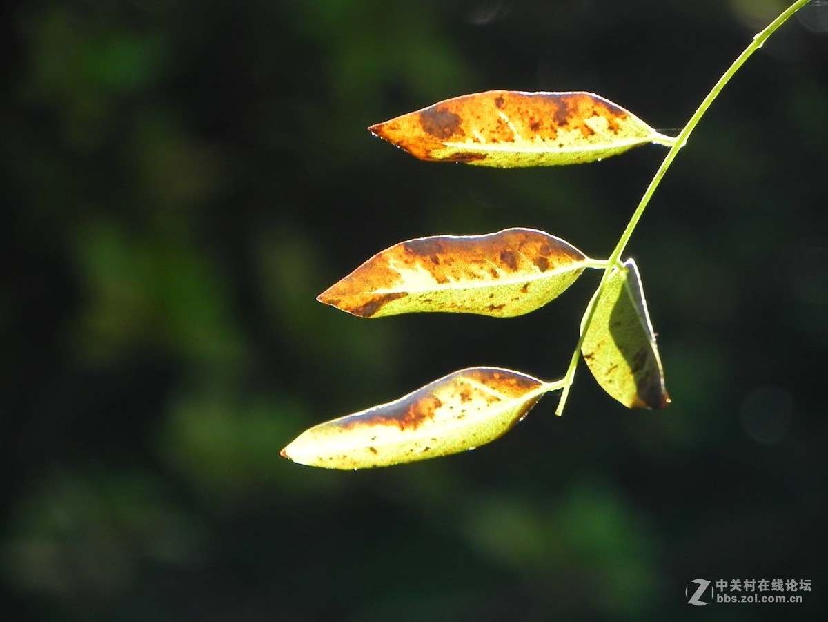 红枫秋思谁倾听