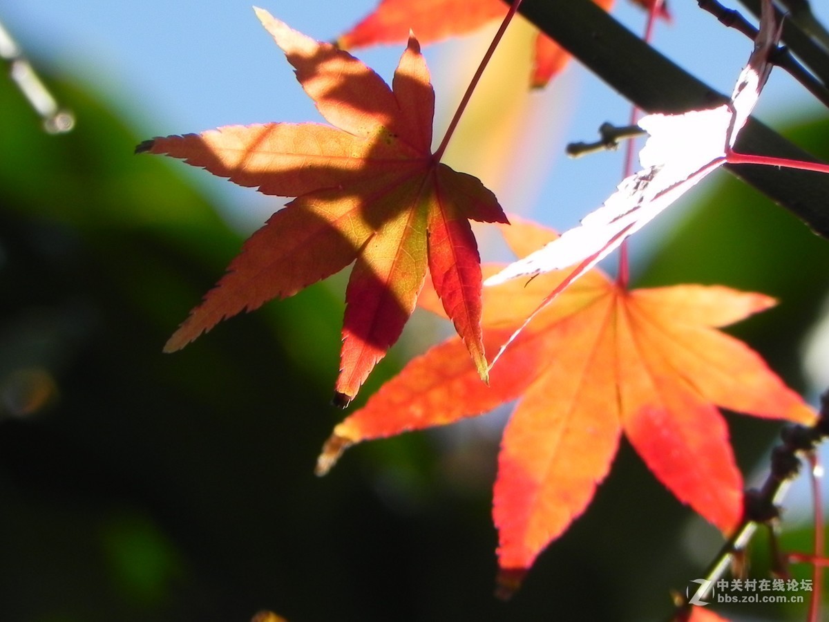 红枫秋思谁倾听