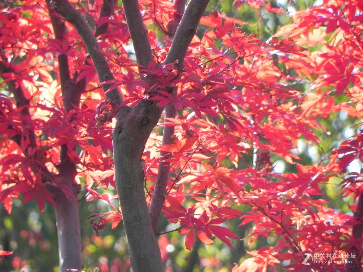 红枫秋思谁倾听