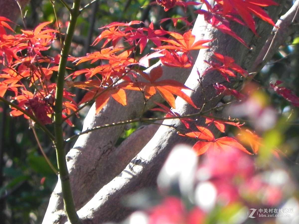 红枫秋思谁倾听