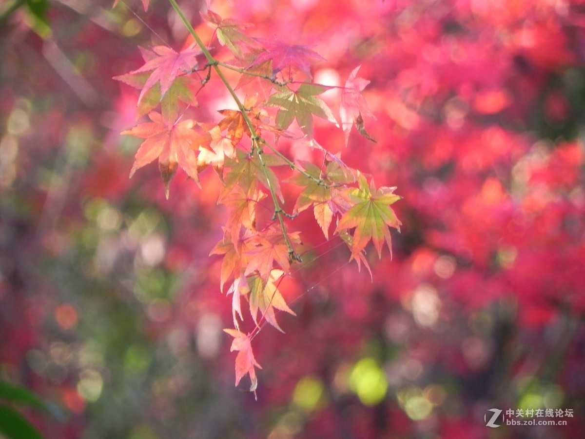 红枫秋思谁倾听