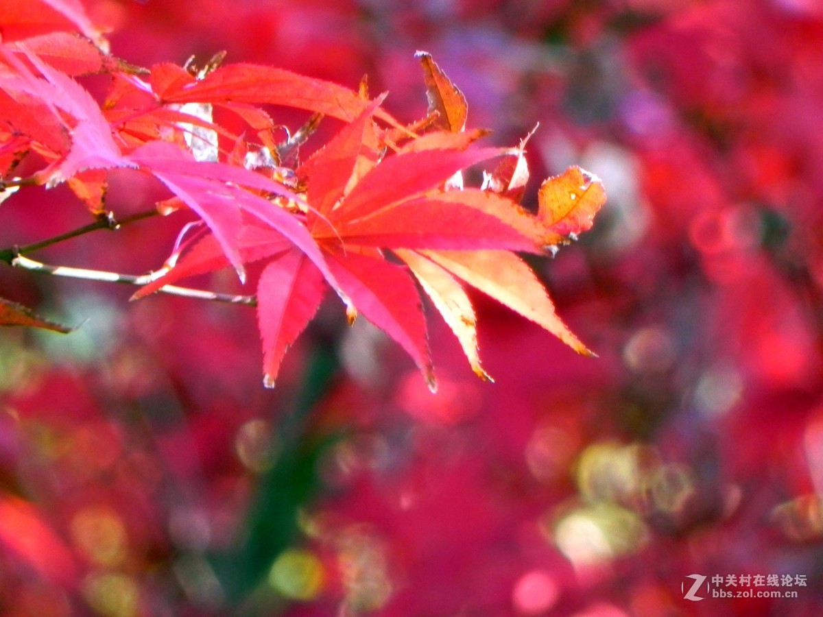 红枫秋思谁倾听